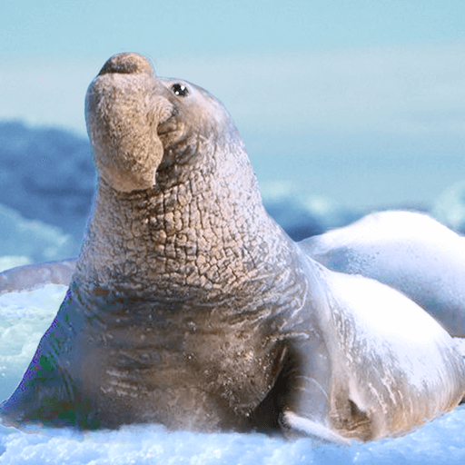 The Seal Elephant v1.1.6 MOD APK (Unlimited Money) Download